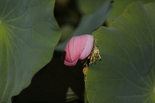 荷花