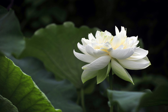荷花