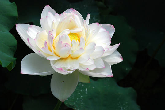 天山碧臺 荷花名品
