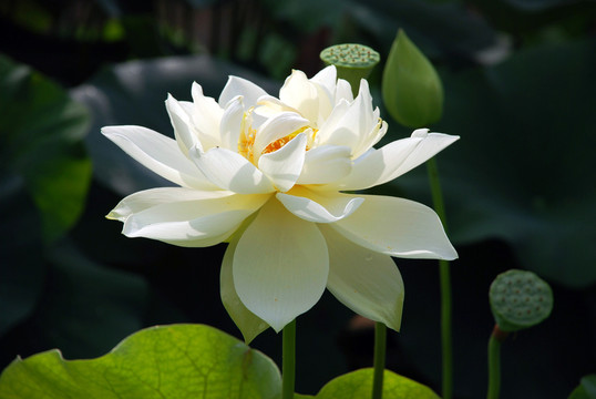 荷花