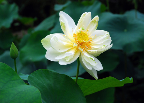 荷花