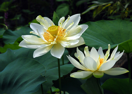 荷花