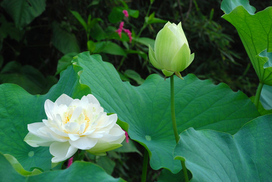 荷花