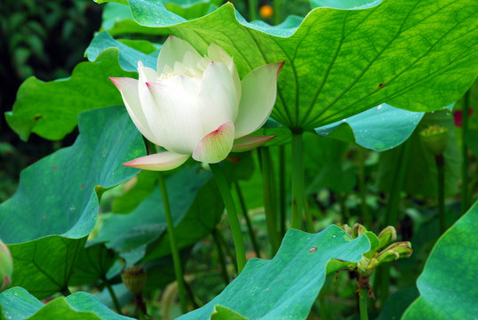 荷花