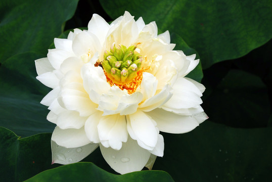 荷花