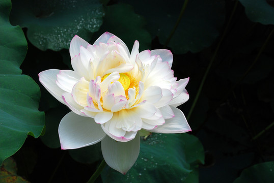 荷花