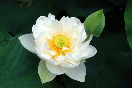 荷花