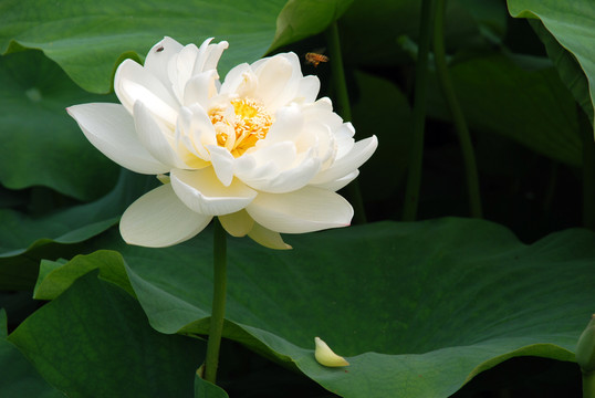 荷花