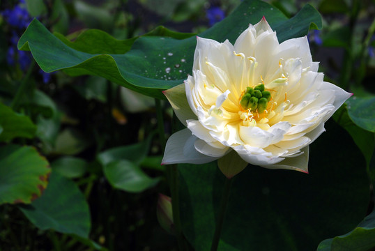 荷花