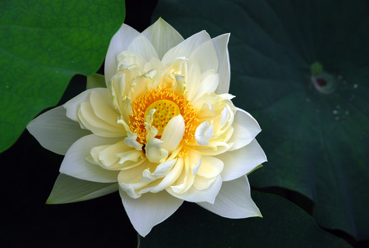 荷花