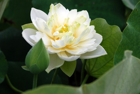 荷花