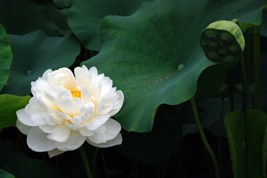 荷花