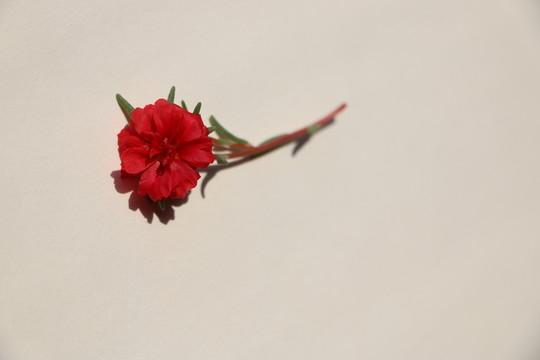 太陽花