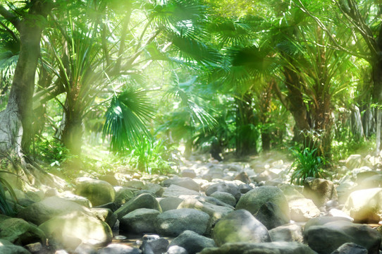 石頭樹林
