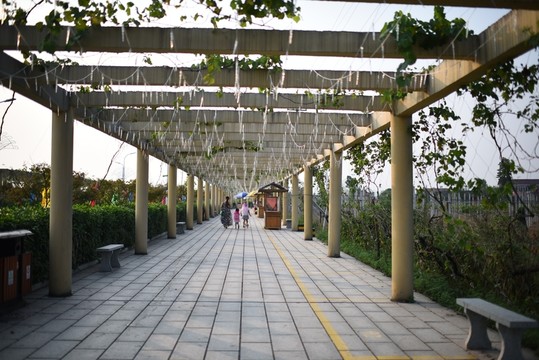 楓林花海