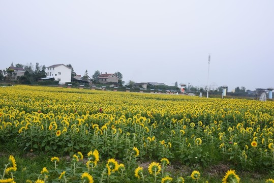 向日葵