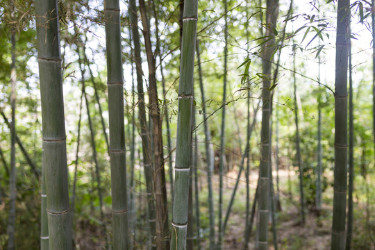 竹子