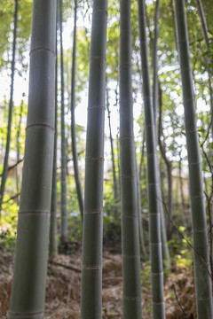 竹子