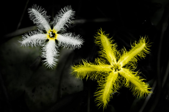 金銀蓮花