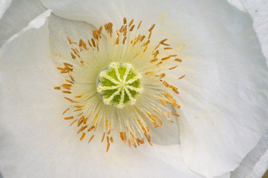 微距下的花蕾