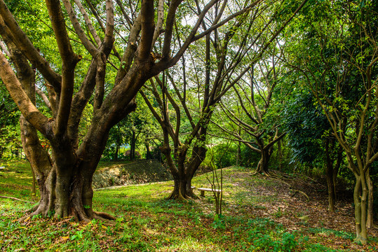 陽光綠樹草地