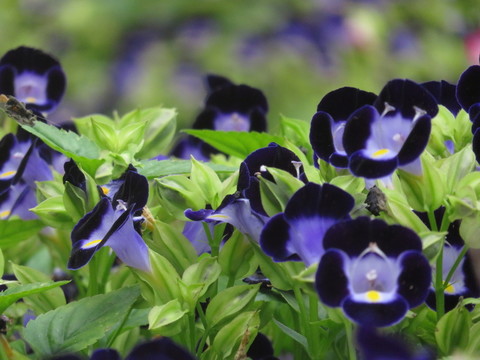 蝴蝶花