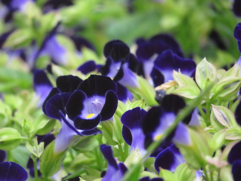 蝴蝶花
