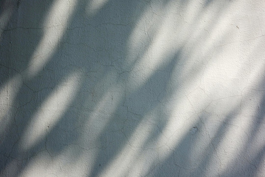 白墻樹影