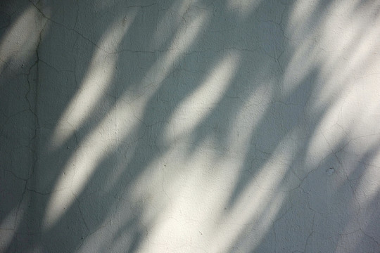 白墻樹影