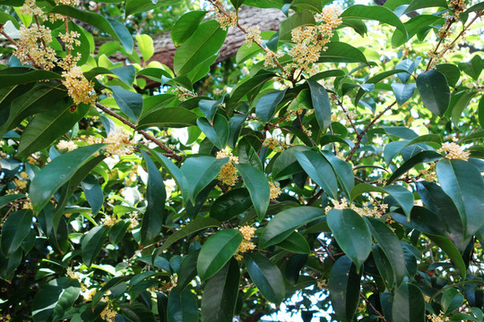 桂花樹
