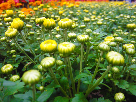 菊花花蕾