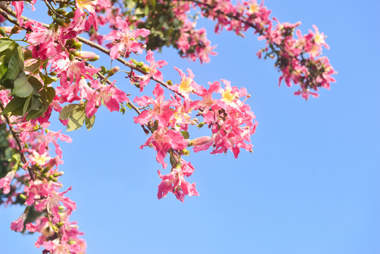 桃花