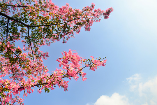 桃花林