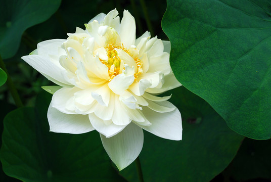 白荷花特寫