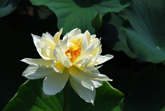 荷花