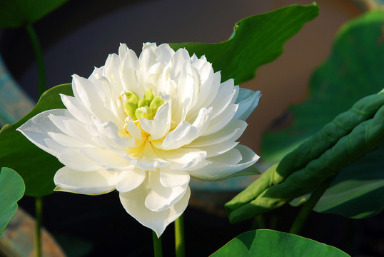 白蓮花  白荷花