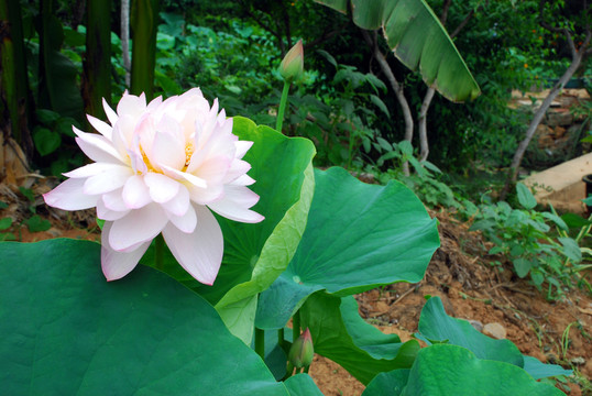 藕池  蓮藕種植