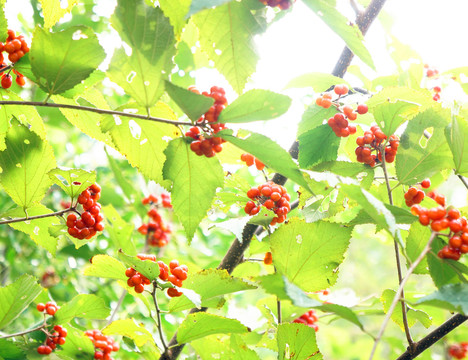 綠葉 紅果 扁擔(dān)木