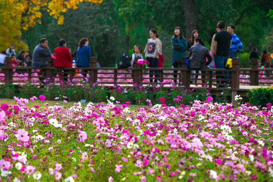 奧林匹克森林公園的波斯菊