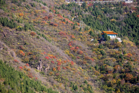 北京蟒山森林公園秋景