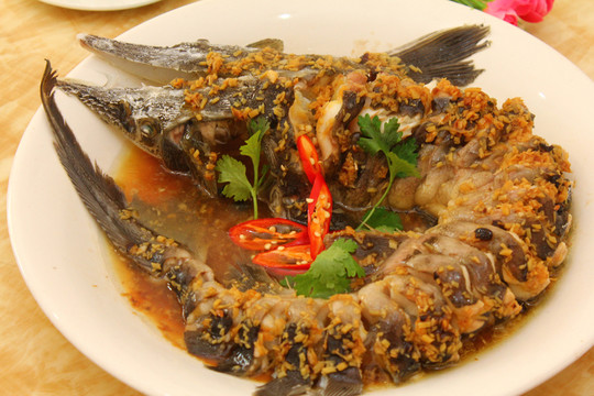 尖嘴魚