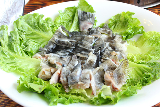 鴨嘴魚