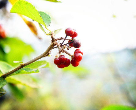 山里紅果