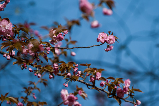 櫻花