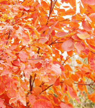 紅葉背景
