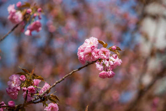 櫻花
