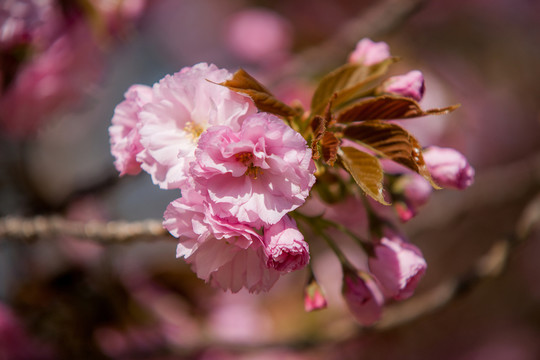 櫻花