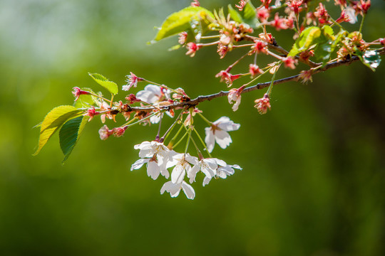 櫻花