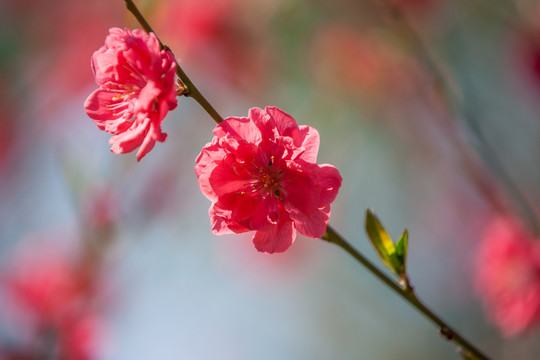 桃花