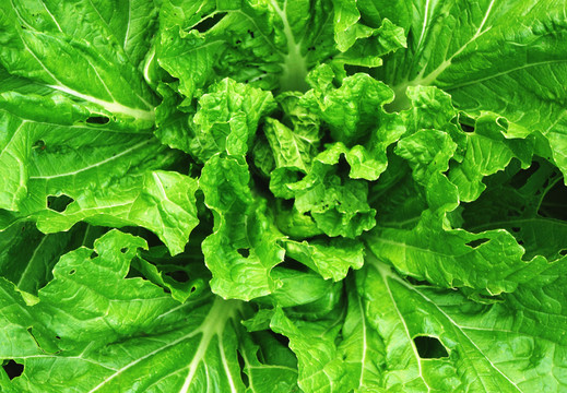 白菜 有機(jī)蔬菜